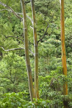 Rainbow Eucalyptus trees, Maui, Hawaii, USA.