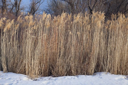 stand of tall dried reed on riverside with snow in winter, South Platte River, eastern Colorado