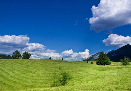 cultivated field over the blue sky and white clouds