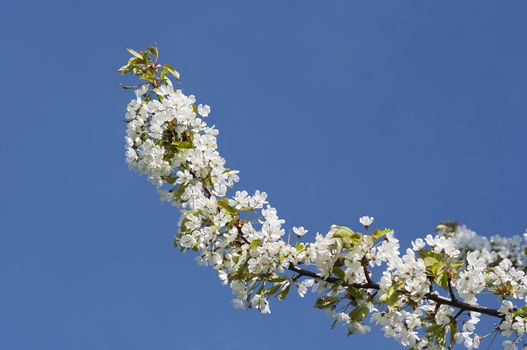 Detail of the full-blown branch