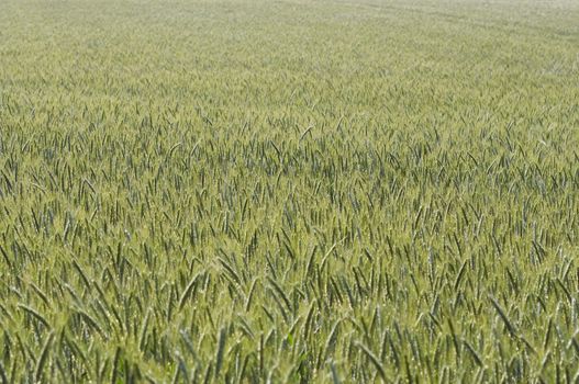 Shot of the field of the cultivated oats