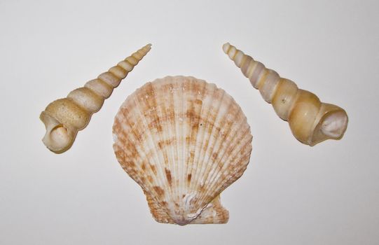 Shells isolated on a white background