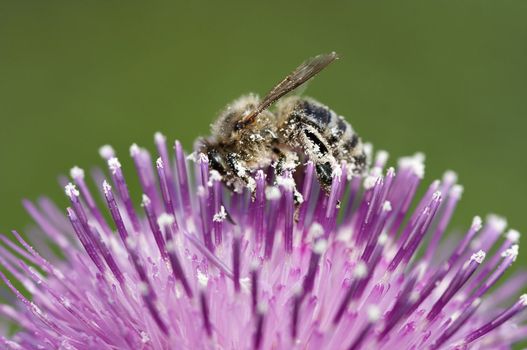 Detail (close-up) of the honeybee with antheral dust