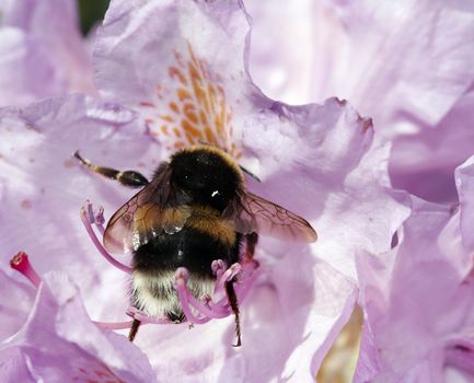 Close-up of the humble bee in the bloom of rhododendron
