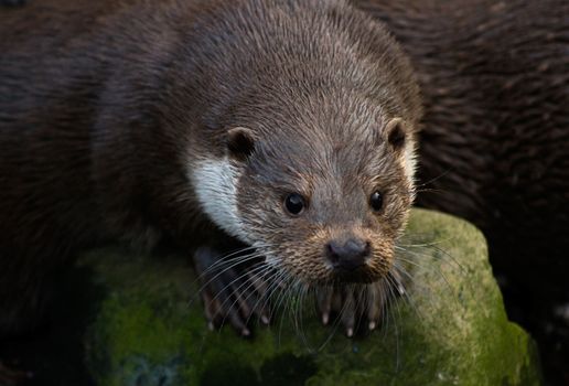 Portrait of curious wet European Otter