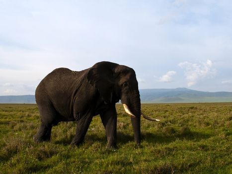 An elephant walks on the plains of Ngorongoro national park