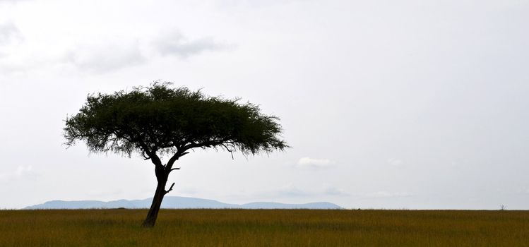 A lonely acacia tree on the plains of Serengeti national park