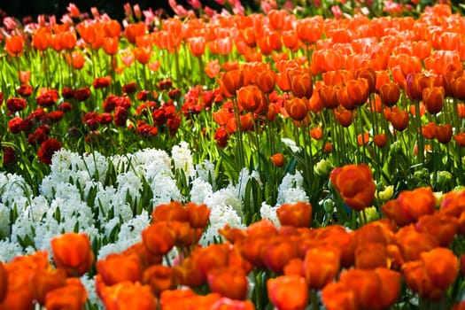 Flowerbed in spring with orange tulips and white hyacinths