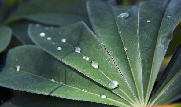 Morning drops on flower leaf