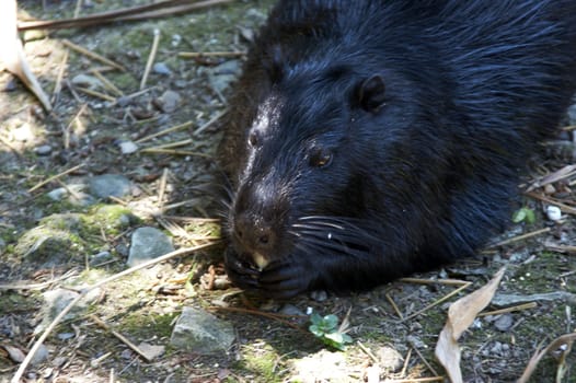 Nutria