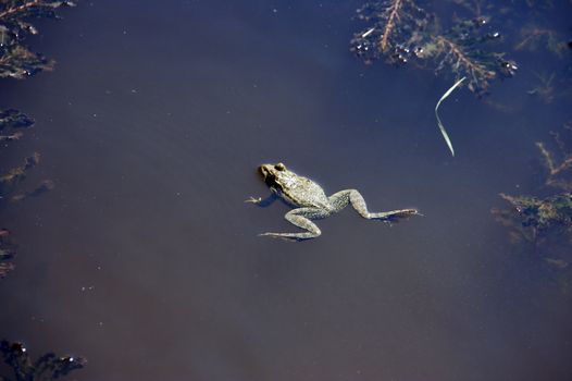 Frog