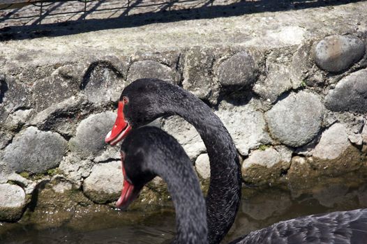 Black swan