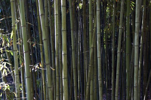 Bamboo