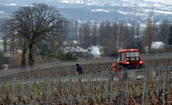 Winegrower in a field in front of the mountain by winter time