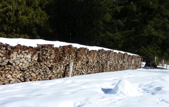 Logs covered by snow and near fir trees forest