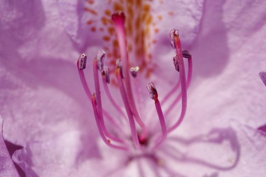 Close-up (macro) of the bloom of rose-bay