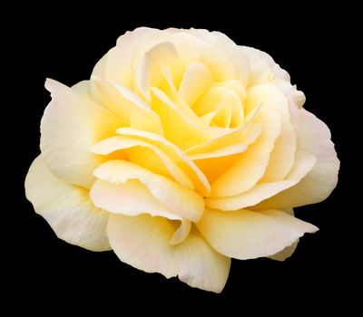 Summer flowering yellow floribunda rose, named variety "Golden Wedding".  Isolation on black with clipping path.