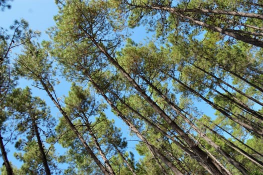 tilted view of pine trees in the summer blue sky