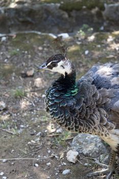 A baby peacock that is following its mother