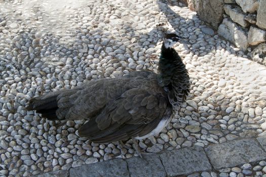 A small female peacock talking a walk