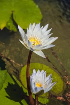 Two white and yellow lily's sitting in a pond of water