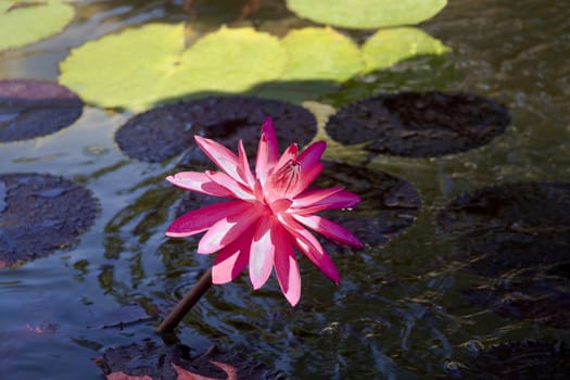 A close up of a single pink lily coming out of a pond