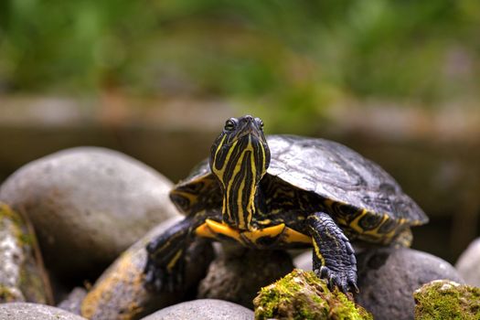 curios eastern painted turtle from Bali, Indonesia