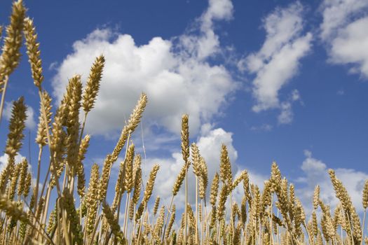Golden ripe wheat and blue sky with clouds
