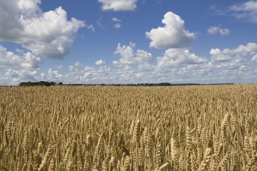 Field of wheat under blue cloudy sky