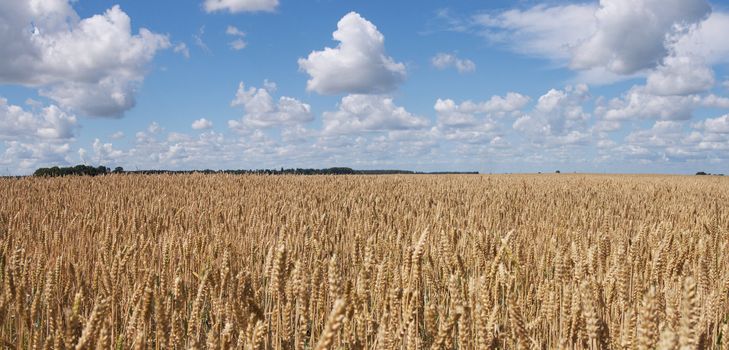 Yellow wheat field and blue sky panorama