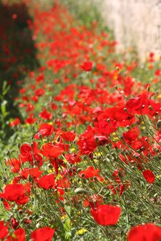 Field of poppies in Greece