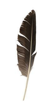 Bird feather isolated on white background