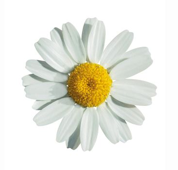 White summer flower isolated on white with clipping path