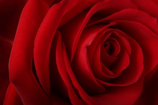 Macro close-up of a beautiful red rose