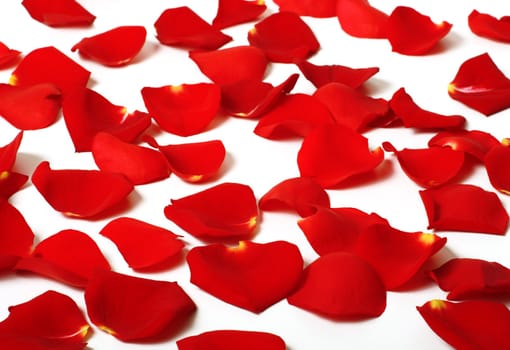 Romantic rose petals scattered around