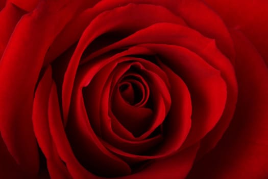 Romantic close-up of a red rose