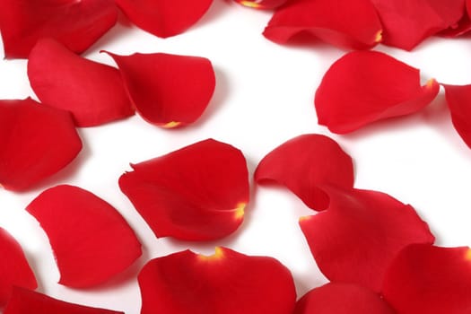 Close-up of red rose petals on white