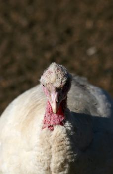 close-up portrait of a mean looking turkey