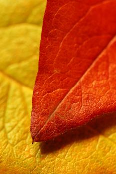 Overlapping Autumn leaves of contrasting color - shallow depth of field