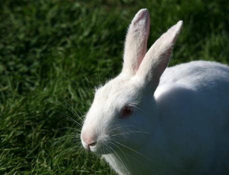 Close up image of a white rabbit in the wild