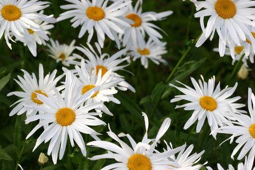 close up image of daisies on a sunny summer day