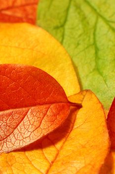 Macro photo of fallen autumn leaves - shallow depth of field