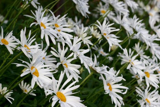 Beautiful summer daisies in full blossom during summer