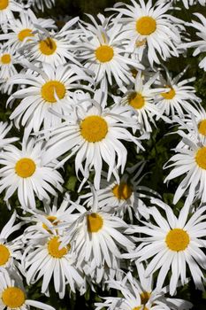 Beautiful daisies in full blossom bathed in sunlight