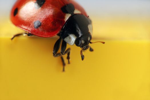 Extreme macro close-up of a ladybug - seeing those in the winter is a sign of luck