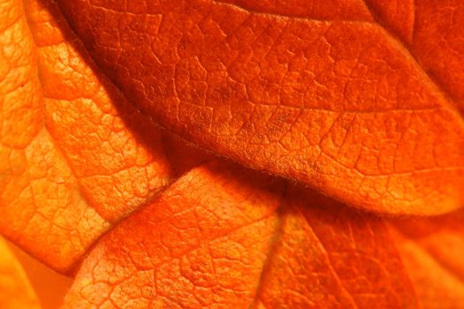 Detailed macro of fallen autumn leaves