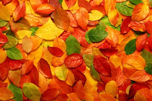 Colorful backround image of fallen autumn leaves perfect for seasonal use