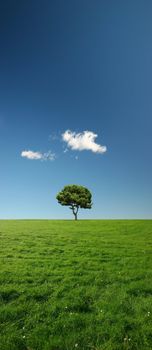 Beautiful summer landscape with a single tree in green meadows - plenty of copy space