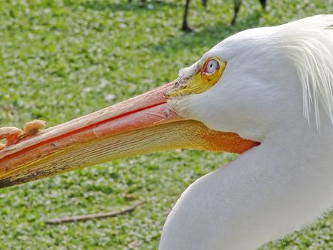 A beautiful pelican in London.