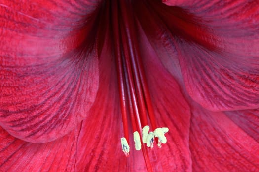 Amaryllis